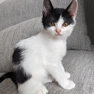 ハートが頭に♡やんちゃな２ヶ月メス仔猫：ハチワレ