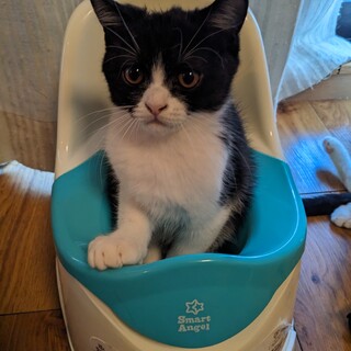 大人しくてイケメン２ヶ月オス仔猫♥ハチワレ黒