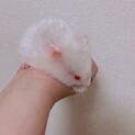 ゴールデンハムスター 長毛アルビノの女の子！