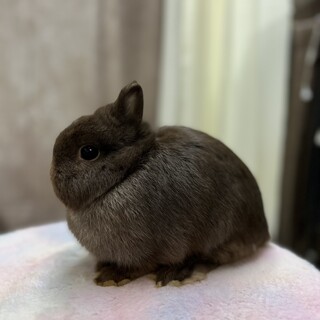 ネザーランドドワーフ