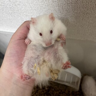 ゴールデンハムスター 長毛アルビノ女の子！