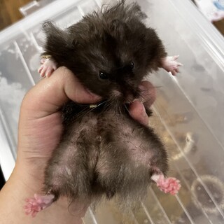 ゴールデンハムスター 長毛クロクマ男の子！