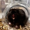 ゴールデンハムスター 長毛クロクマ男の子！ サムネイル2