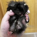 ゴールデンハムスター 長毛クロクマ男の子！