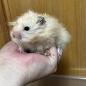 ゴールデンハムスター 長毛サテン男の子！