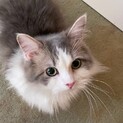 短足のイケにゃんの『なめろう』だにゃん