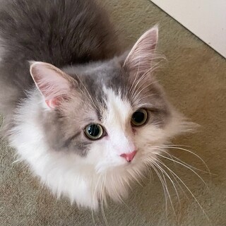 短足のイケにゃんの『なめろう』だにゃん