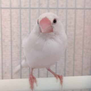 手乗り文鳥