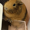 モルモットの里親募集中