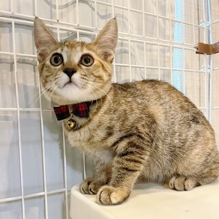 ◆8/26参加◆おメメクリクリ懐っこい❤ソイ