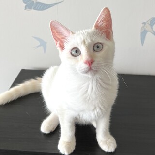 【8/26芝浦】美しい白い甘えん坊姉妹