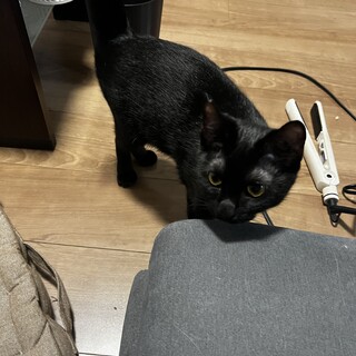 黒猫 人懐っこいです