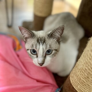 【9/18芝浦】青い瞳の美しいライラックポイント