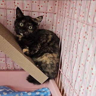 甘えん坊なサビ猫☆抱っこ大好き