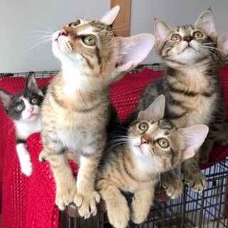 【9/18芝浦】甘えん坊スリゴロ仲良し兄妹たち