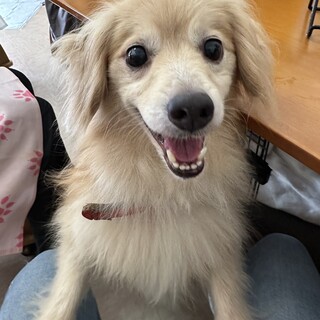 可愛くてしっぽフリフリのミックスの男の子