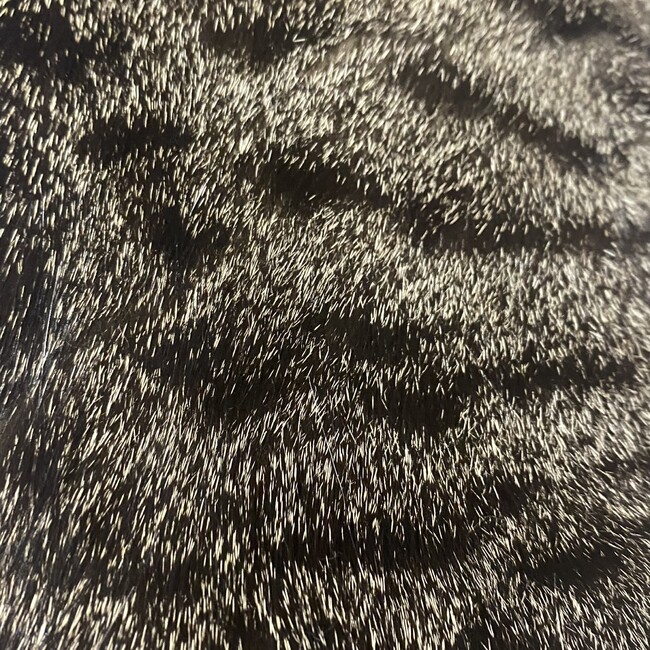 かぼす猫のカバー写真