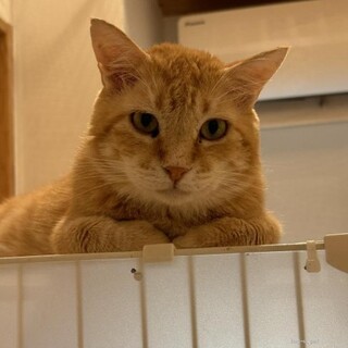 人馴れトレーニング中のちゃお！