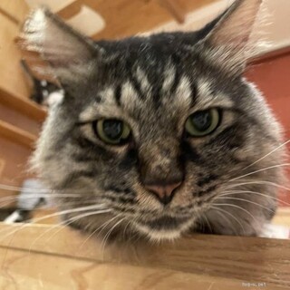 もふもふな長毛のもどき