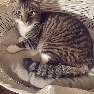 キジシロ男の子　推定4歳　去勢ワクチン済み