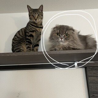 スコティッシュフォールド　メス