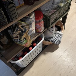 「まつりさん、その下段お貸ししますｗ」サムネイル2