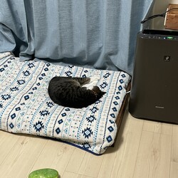 「まつりさん、その下段お貸ししますｗ」サムネイル3