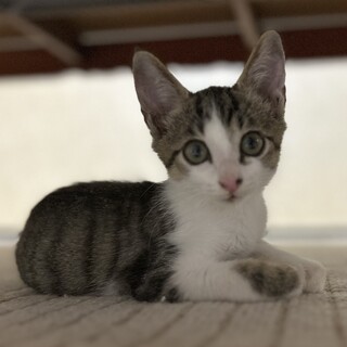 キジ白の男の子