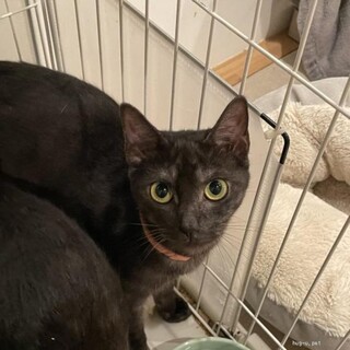 黒トラのアーニャ