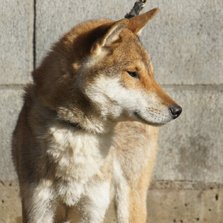 日本犬で一番数が少ない四国犬女の子