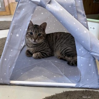 おとなしいげんごろう