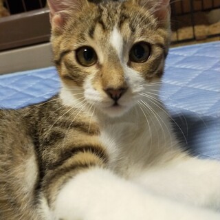 ゴロゴロスリスリなヤンチャ王子のキジトラくん