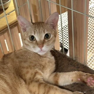 少し怖がりなコニス