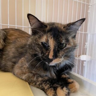 ふわふわなモグ