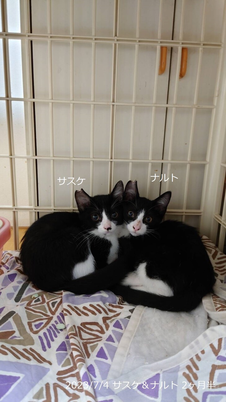 1歳　白黒はちわれ猫　甘えん坊　サスケくん サムネイル4