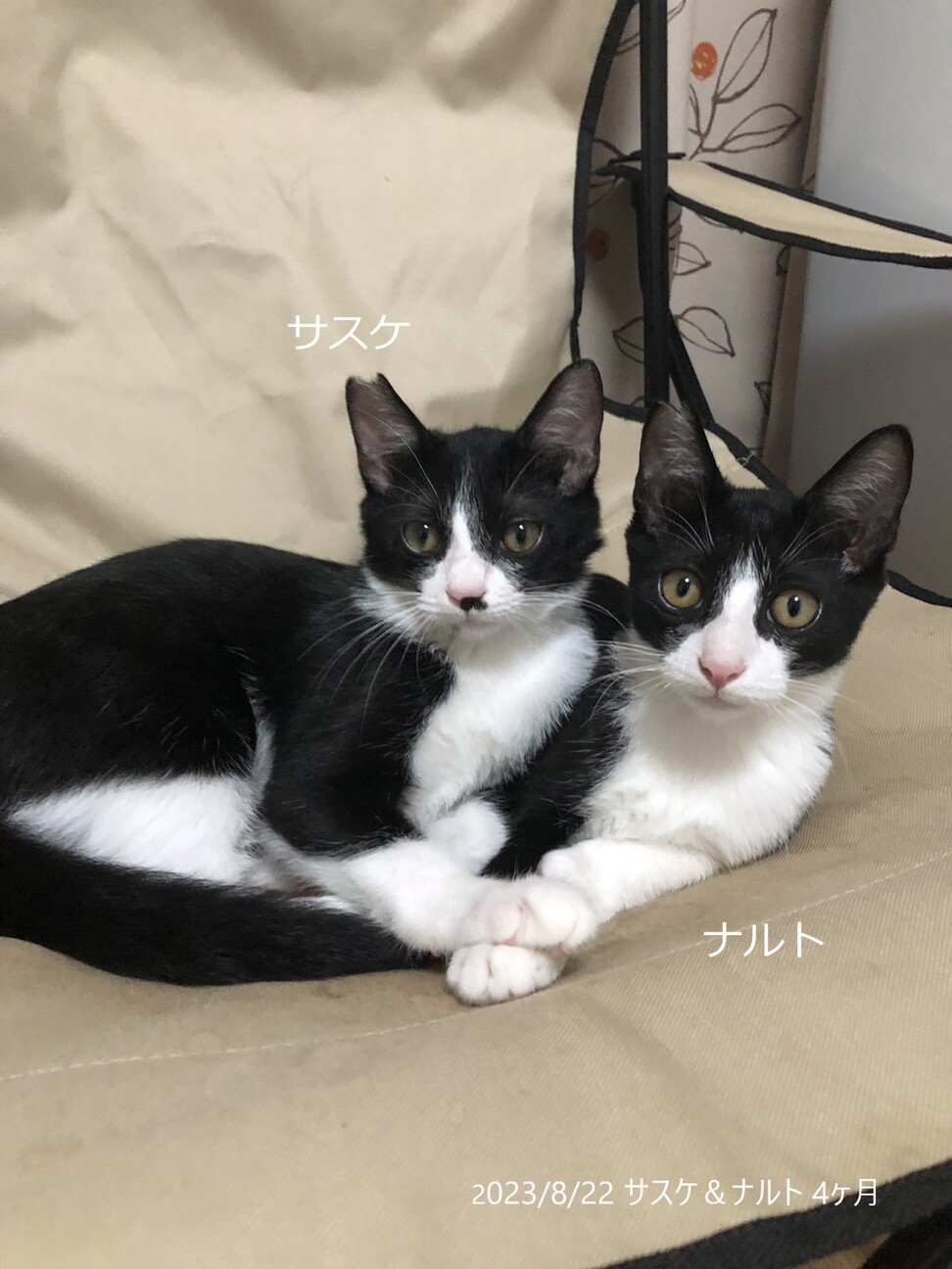 1歳　白黒はちわれ猫　甘えん坊　サスケくん サムネイル2