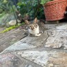 お庭猫です