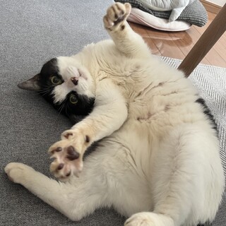 マイペースでおちゃめなハチワレ君