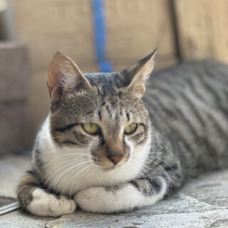 里親さん急募！