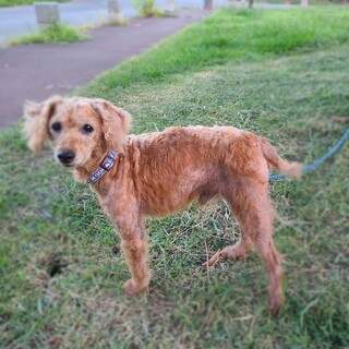 【埼玉県】トイプードル×ダックス　里親募集