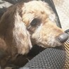 【埼玉県】トイプードル×ダックス　里親募集 サムネイル2