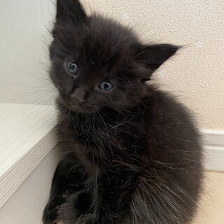 保護猫の里親募集（子猫）