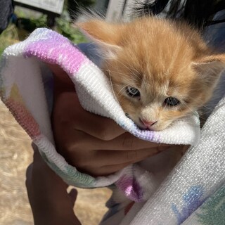 保護猫の里親募集（子猫）