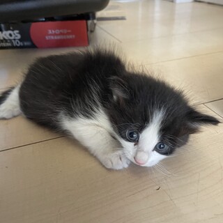 保護猫の里親募集（子猫）