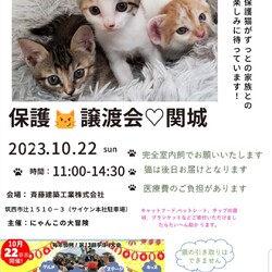 保護猫譲渡会☆関城