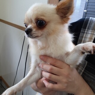 チワワの男の子　4才