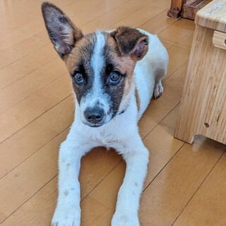 ヤンチャで甘えん坊な優しい子犬