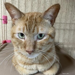 ツンデレなダンテ