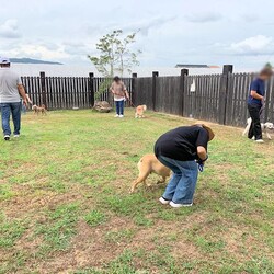 総社市ＡＷＡしつけ教室　＜雨天決行＞ サムネイル2