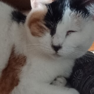 人馴れ抜群、お外から保護した白三毛さん